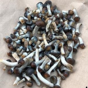 Psilocybe Baecoystis